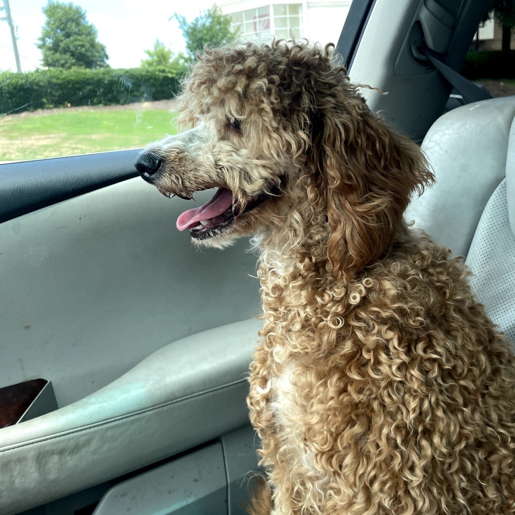 Mini Pearl, an adoptable Cockapoo in Bessemer, AL, 35022 | Photo Image 4