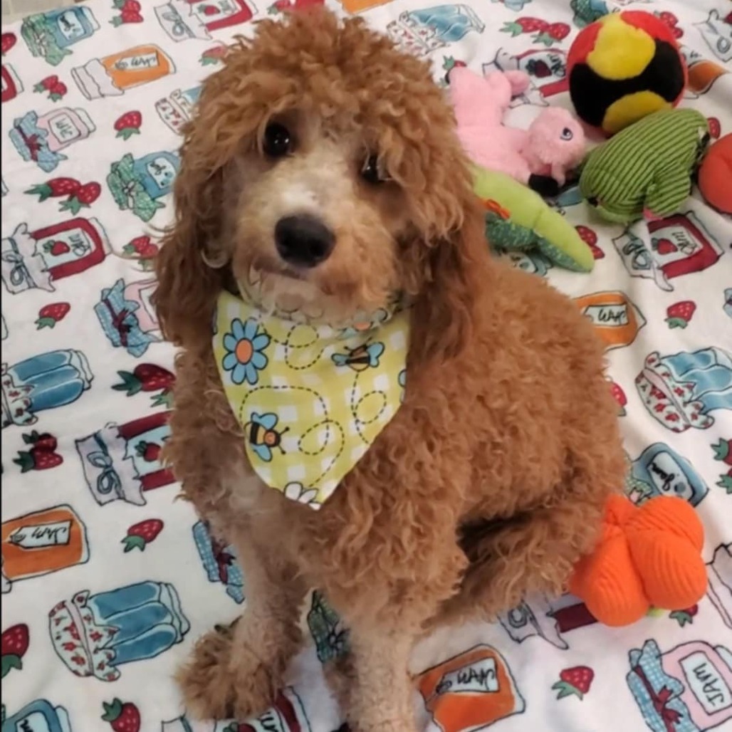 Mini Pearl, an adoptable Cockapoo in Bessemer, AL, 35022 | Photo Image 5