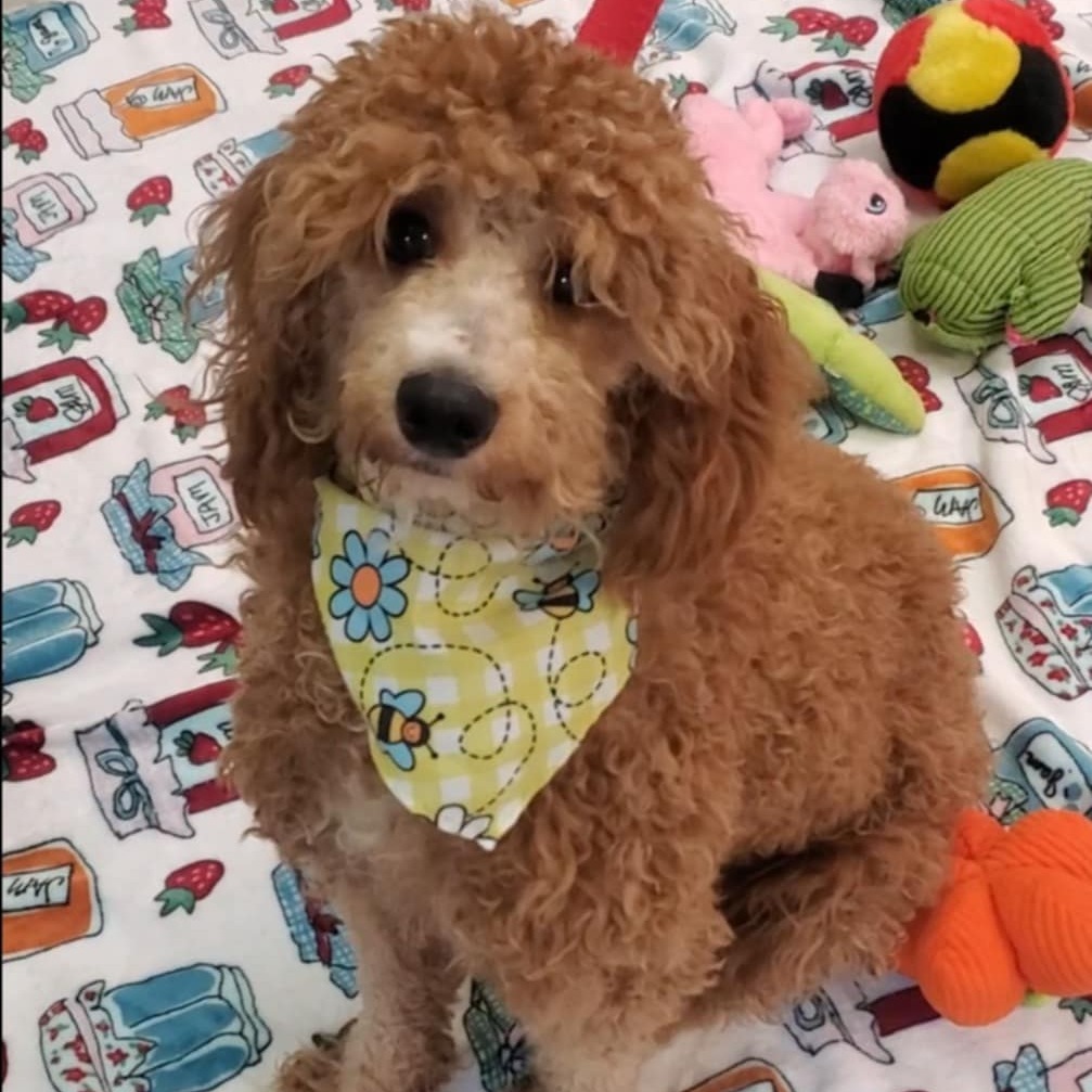 Mini Pearl, an adoptable Cockapoo in Bessemer, AL, 35022 | Photo Image 6