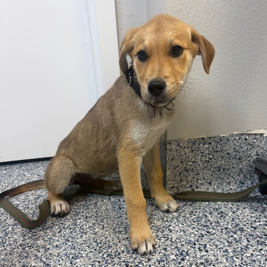Posh, an adoptable Mixed Breed in Great Falls, MT, 59404 | Photo Image 1