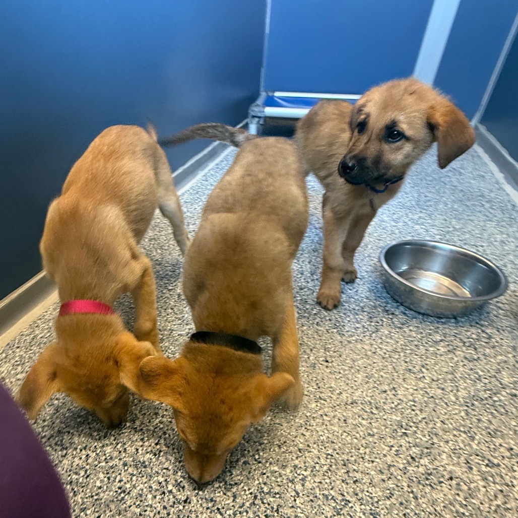 Posh, an adoptable Mixed Breed in Great Falls, MT, 59404 | Photo Image 3