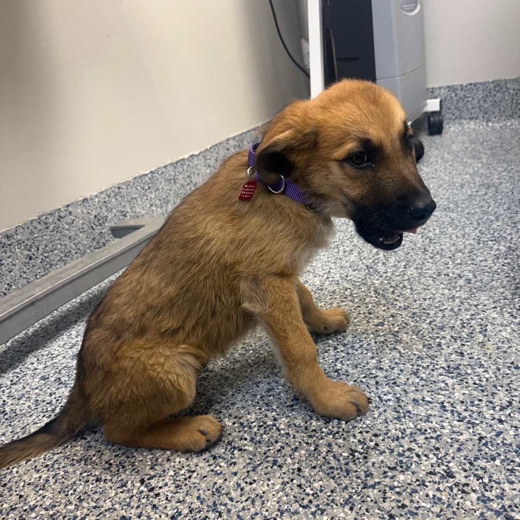 Sporty, an adoptable Mixed Breed in Great Falls, MT, 59404 | Photo Image 1
