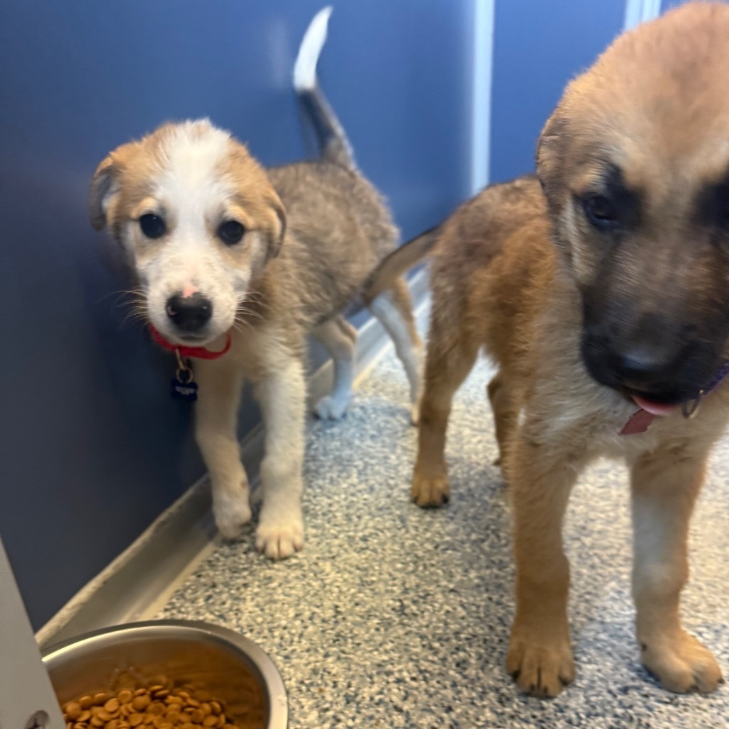 Sporty, an adoptable Mixed Breed in Great Falls, MT, 59404 | Photo Image 3