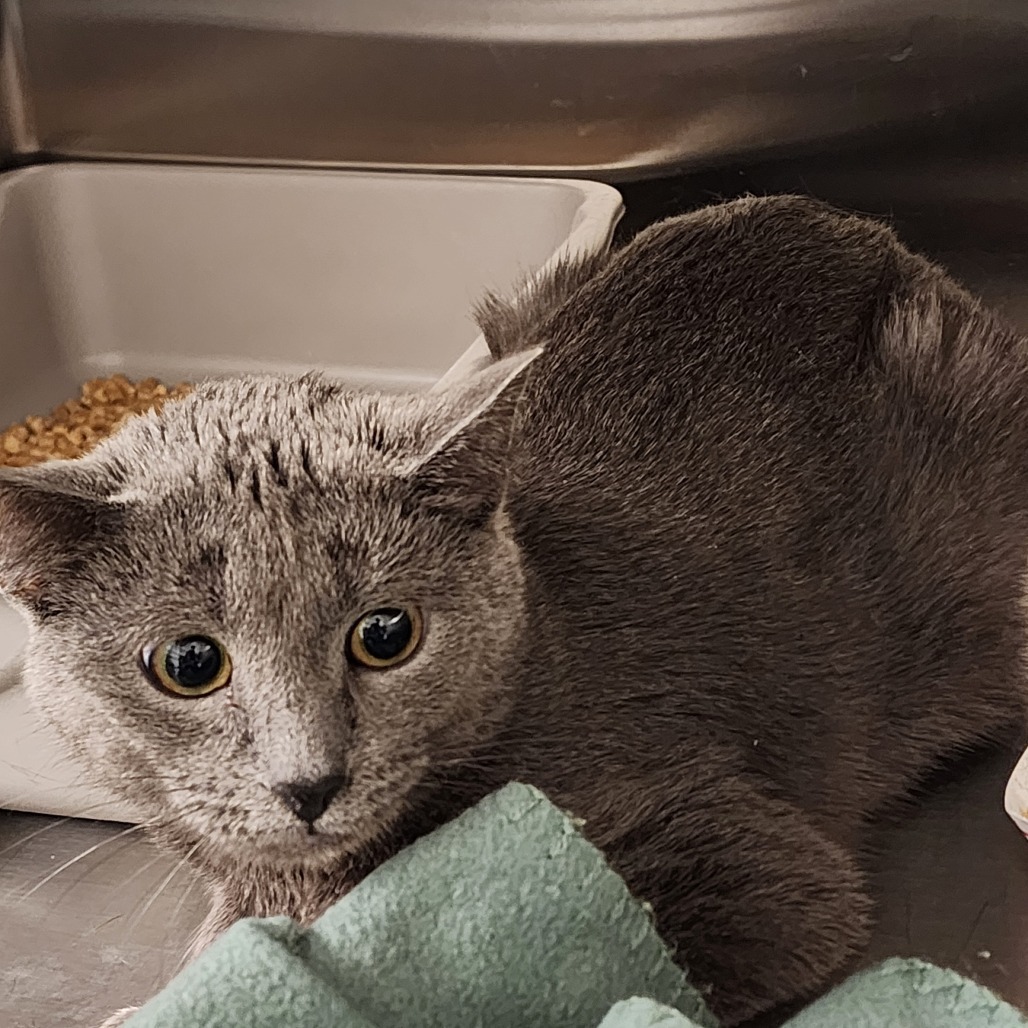 Lady Bug, an adoptable Domestic Short Hair in Cody, WY, 82414 | Photo Image 2