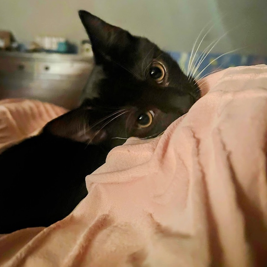 Armani