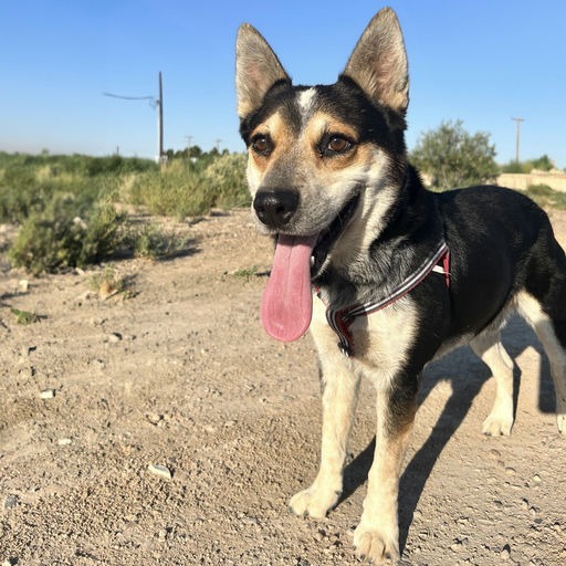 Taco