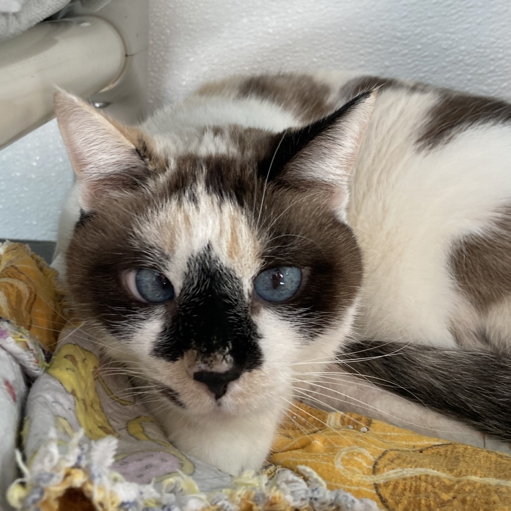 Maxine, an adoptable Snowshoe, Domestic Short Hair in St. Helena, CA, 94574 | Photo Image 1