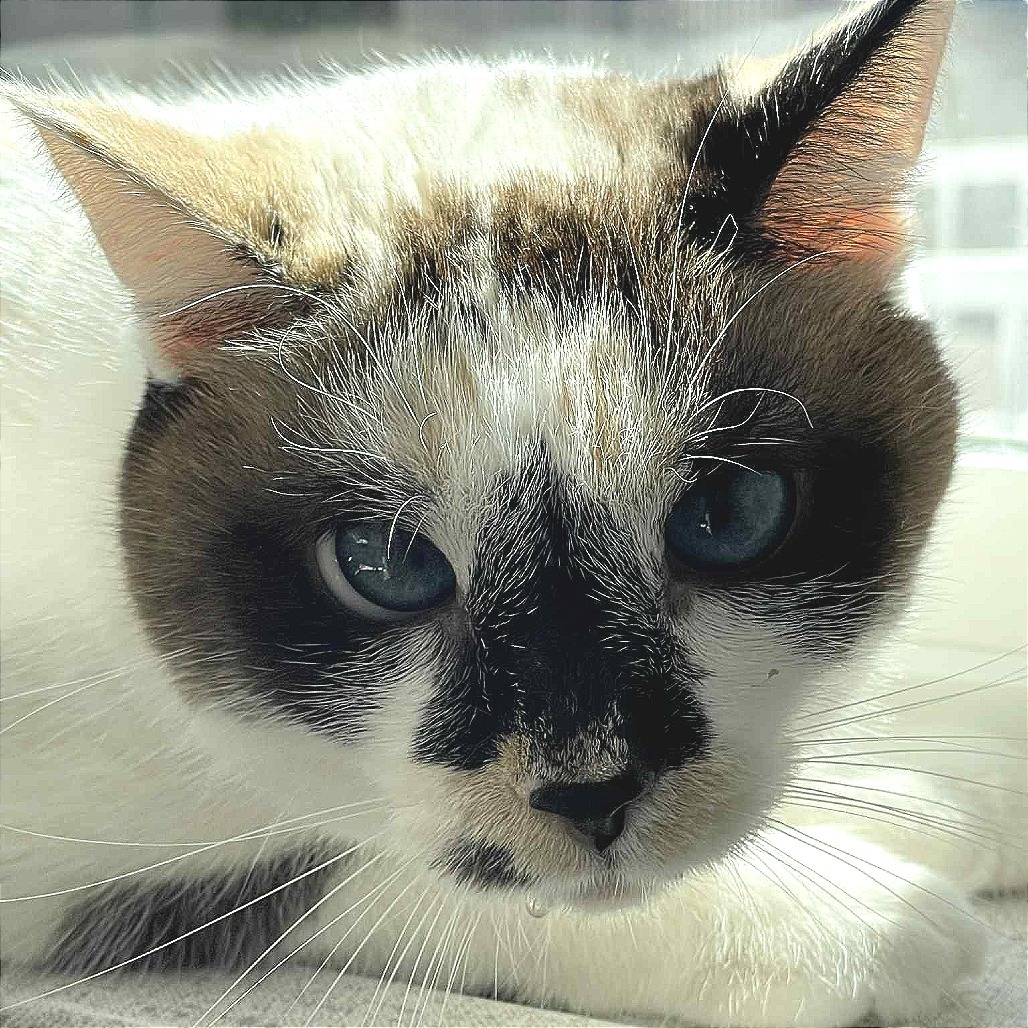 Maxine, an adoptable Snowshoe, Domestic Short Hair in St. Helena, CA, 94574 | Photo Image 2