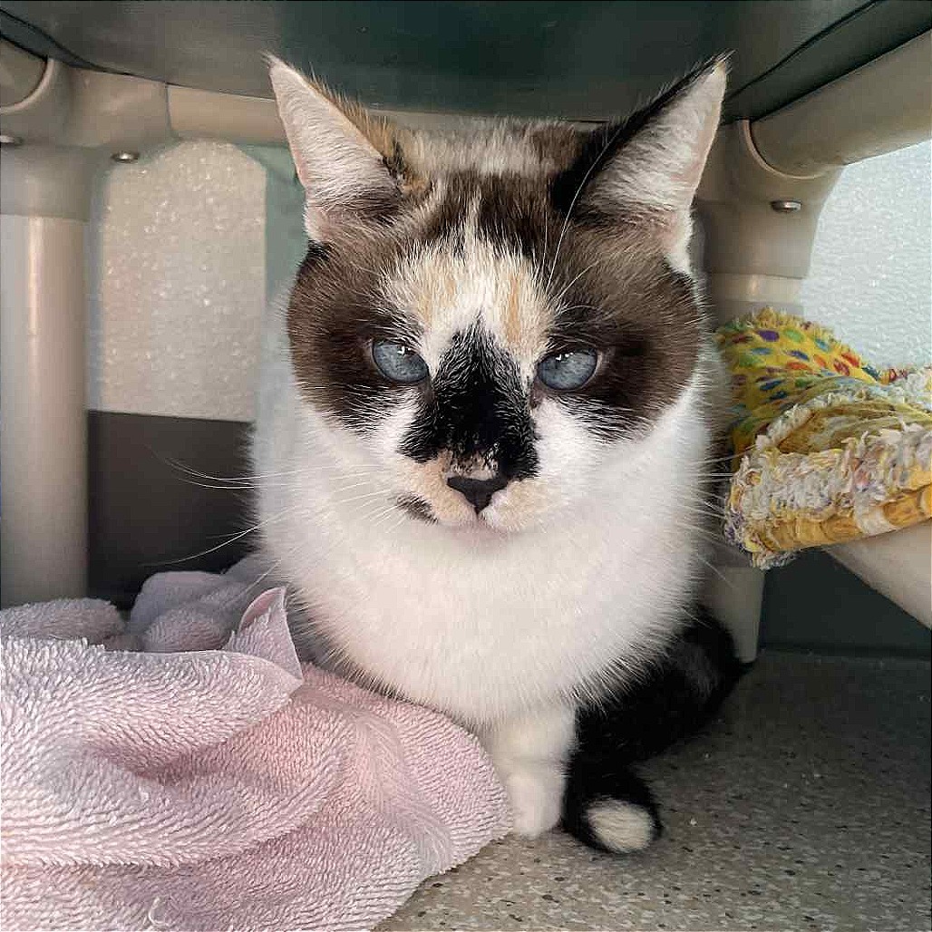 Maxine, an adoptable Snowshoe, Domestic Short Hair in St. Helena, CA, 94574 | Photo Image 3