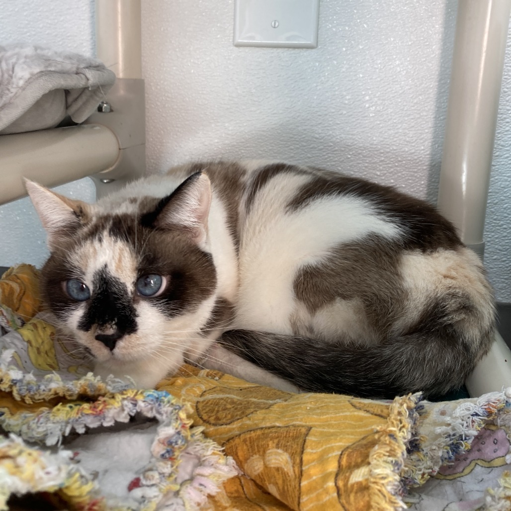 Maxine, an adoptable Snowshoe, Domestic Short Hair in St. Helena, CA, 94574 | Photo Image 4