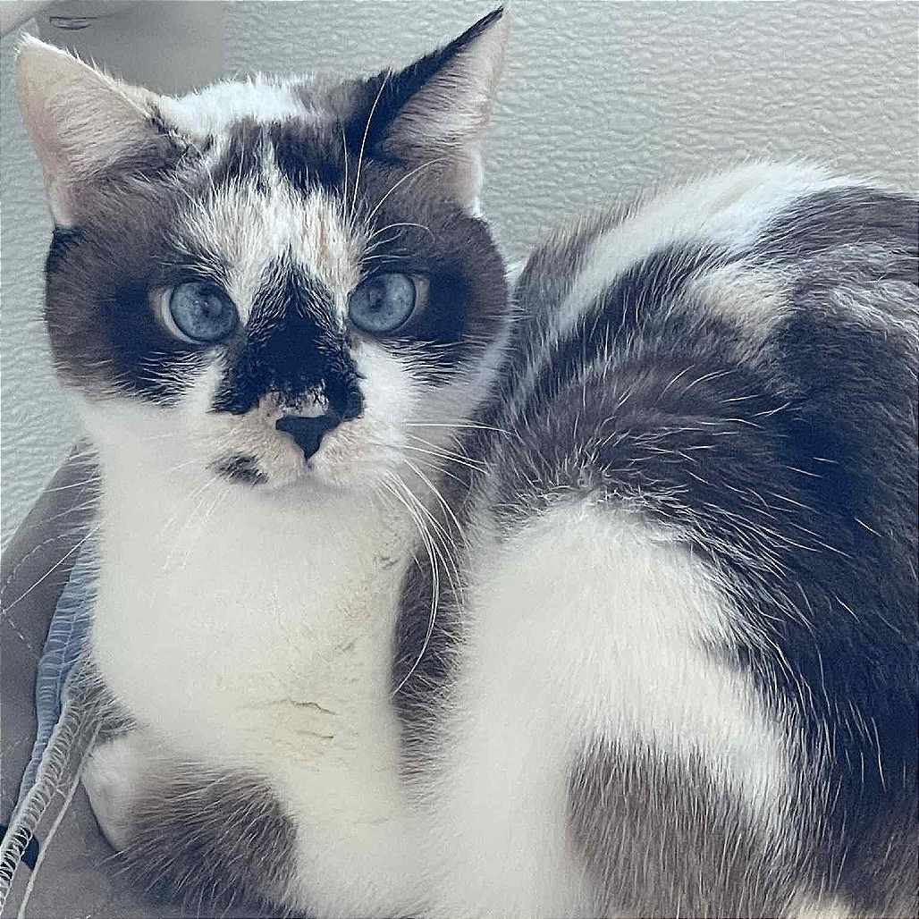 Maxine, an adoptable Snowshoe, Domestic Short Hair in St. Helena, CA, 94574 | Photo Image 5