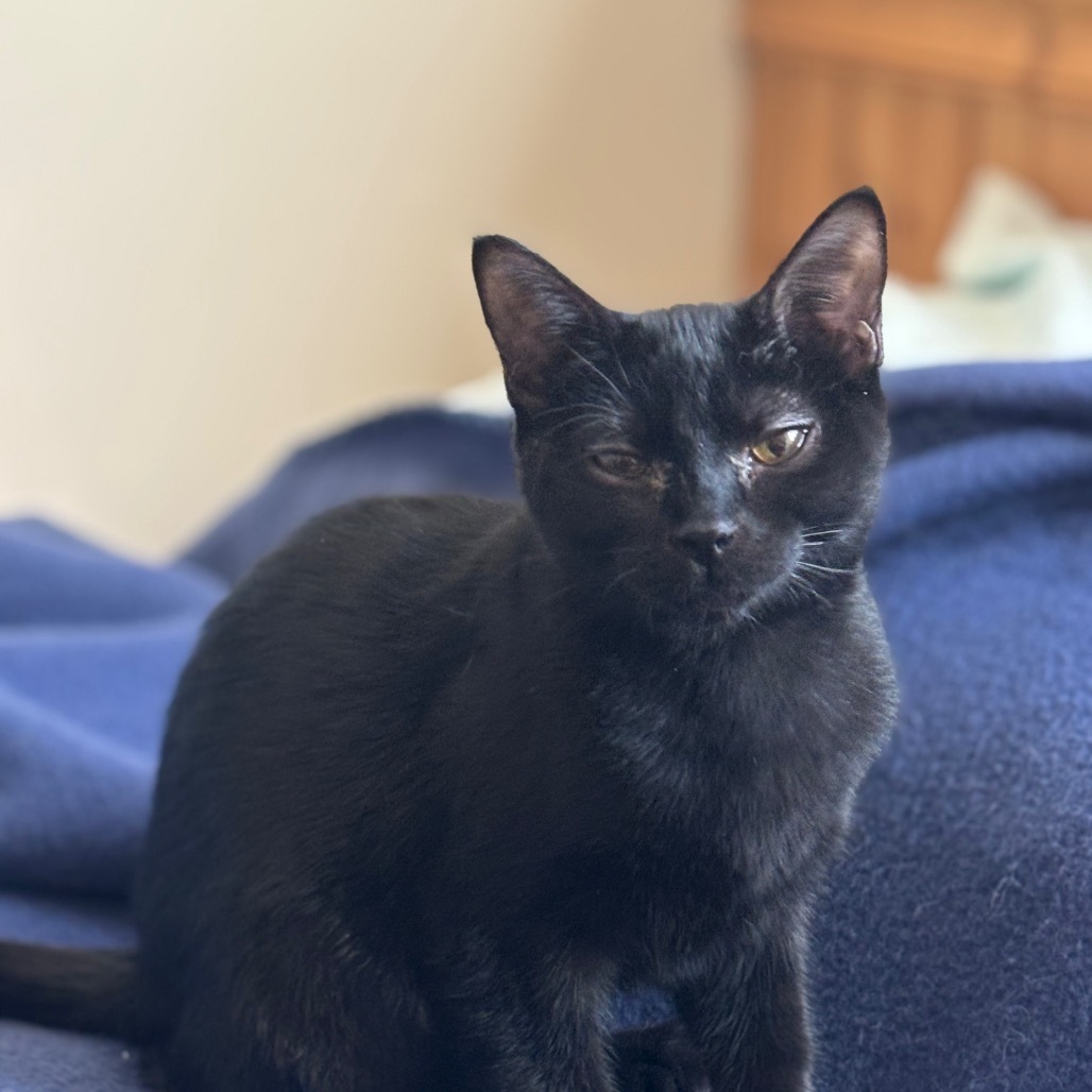 Licorice
