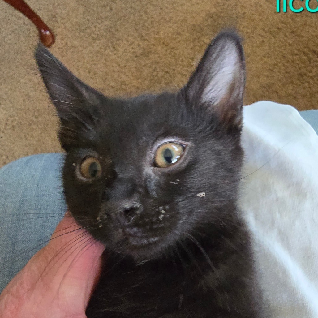 Licorice
