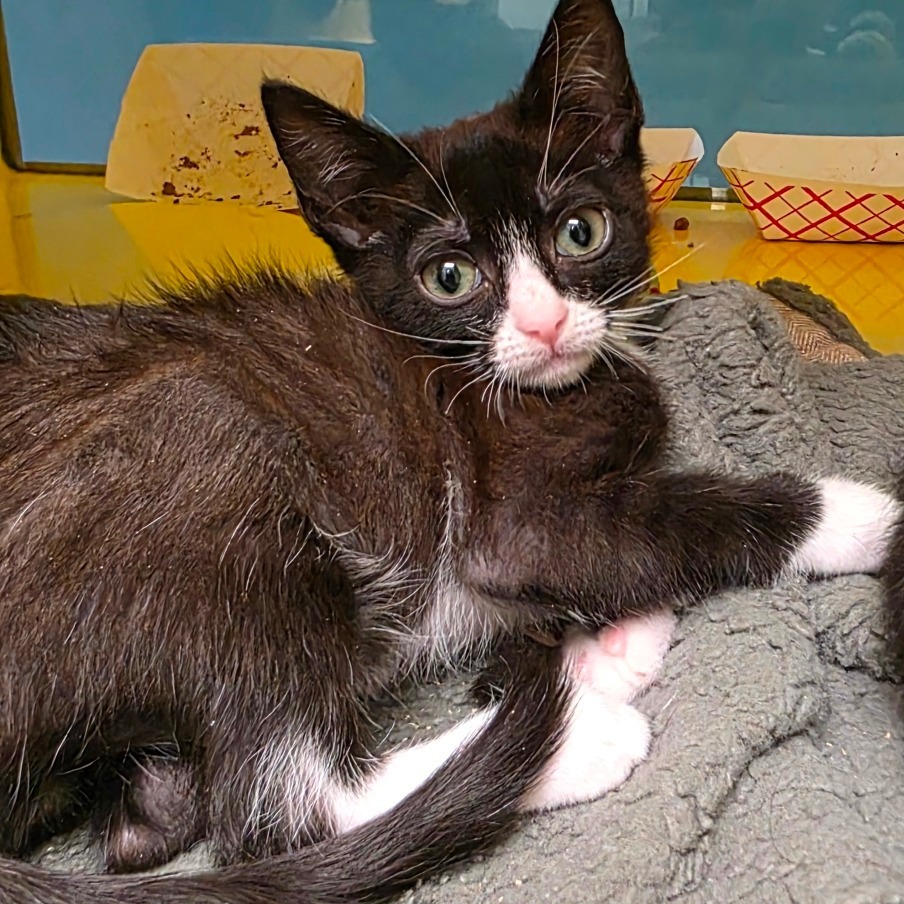 Chomper, an adoptable Domestic Short Hair in Abilene, TX, 79602 | Photo Image 1
