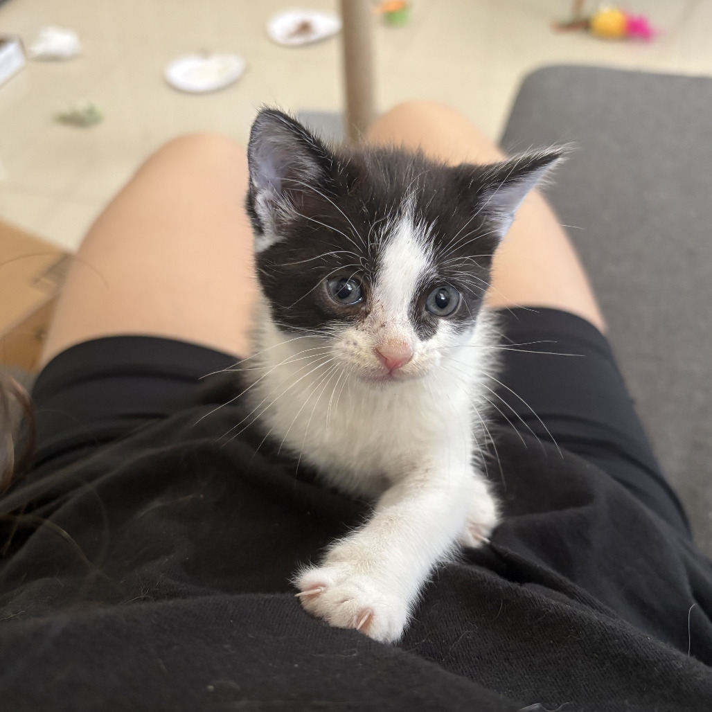 Tofu