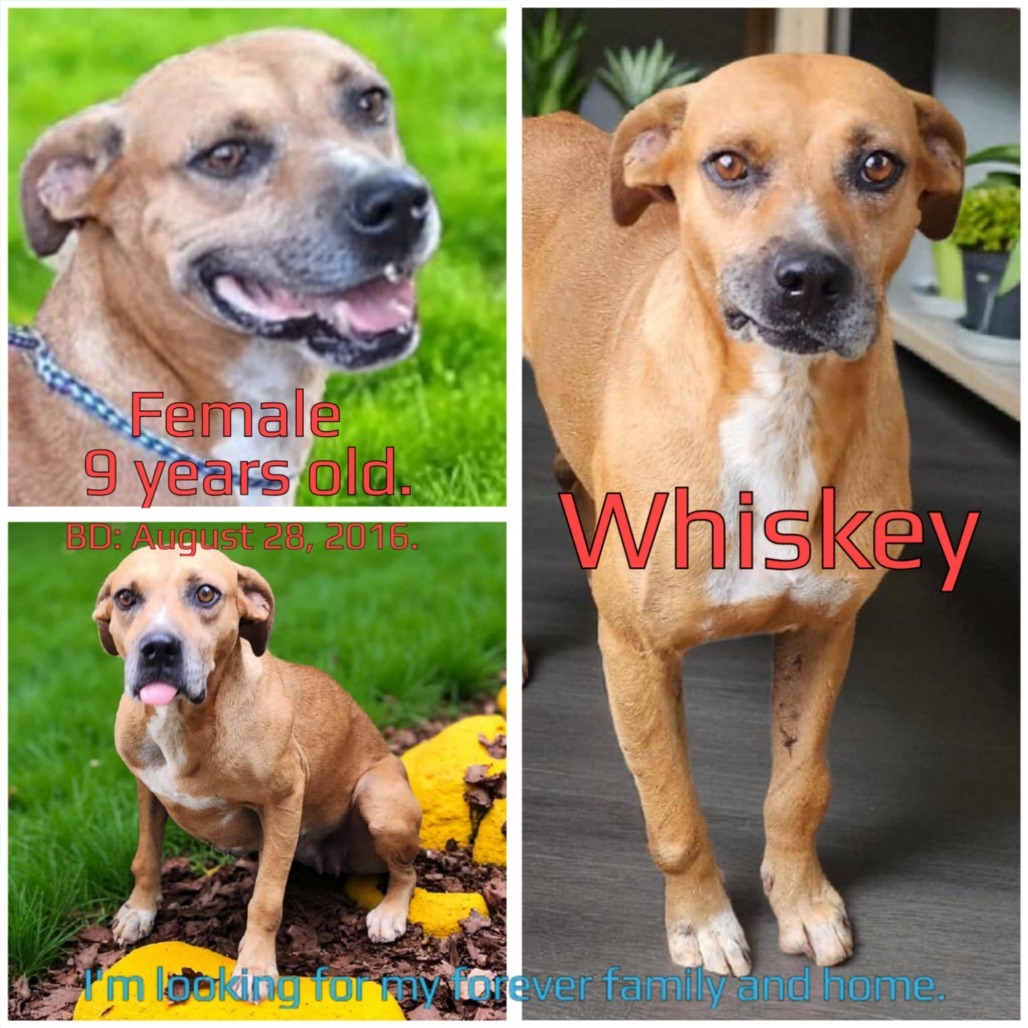 Whiskey