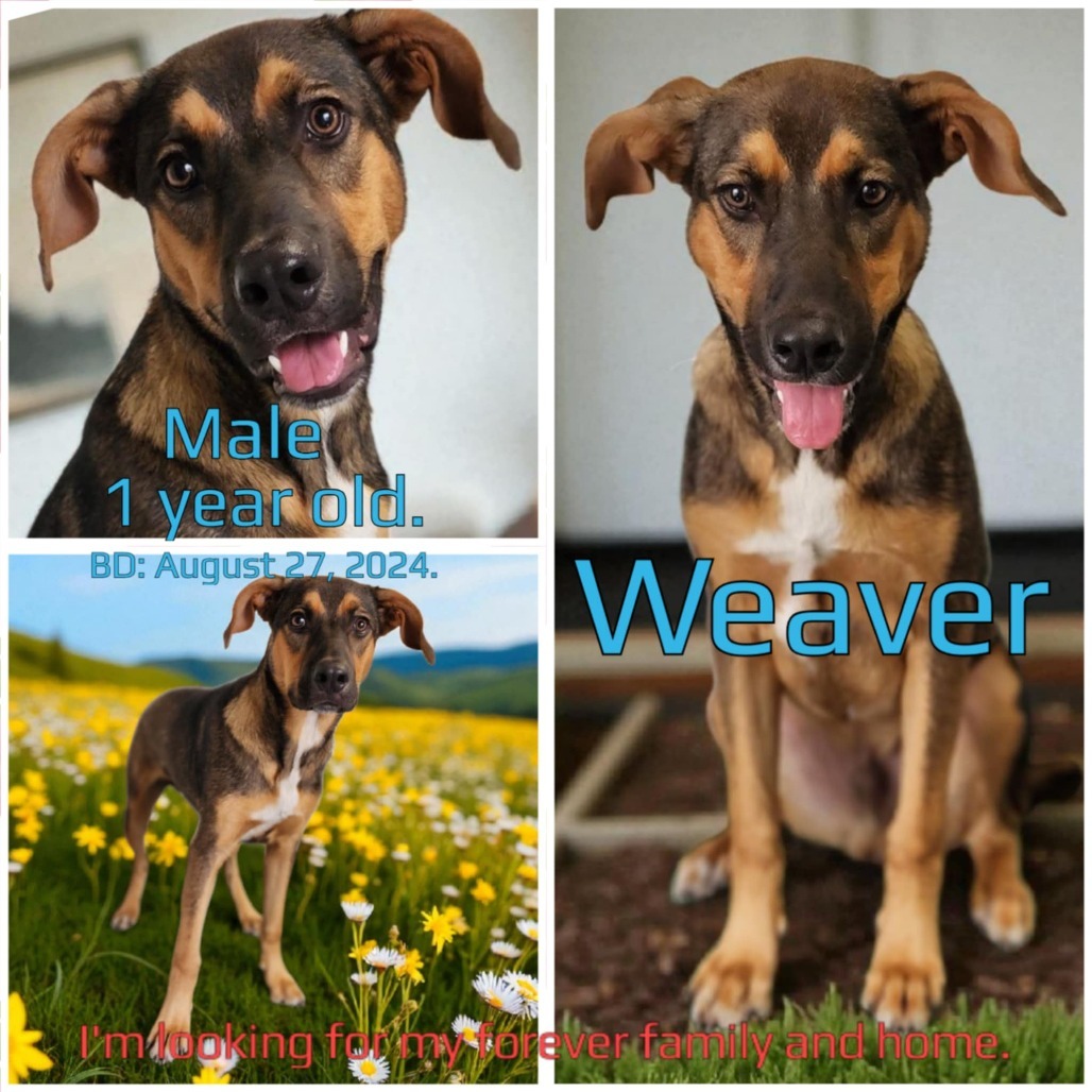 Weaver