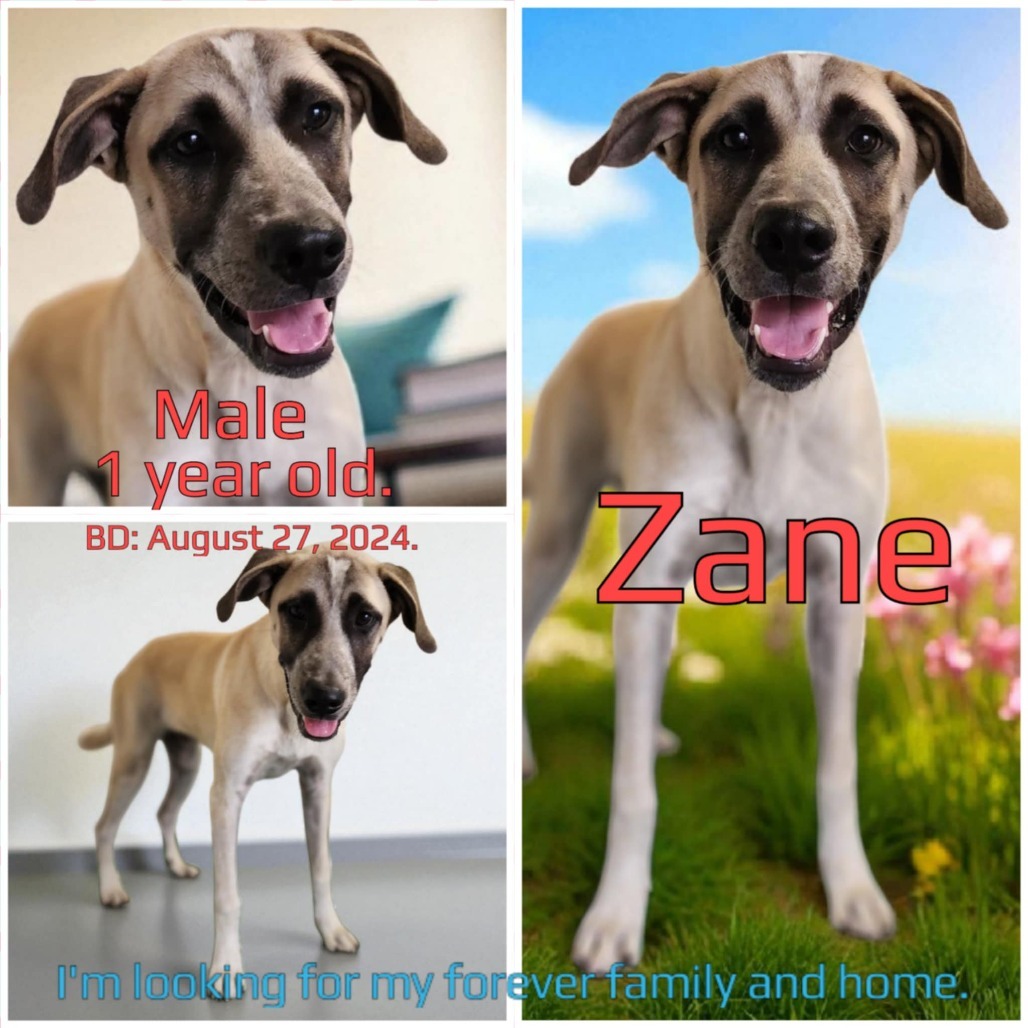Zane