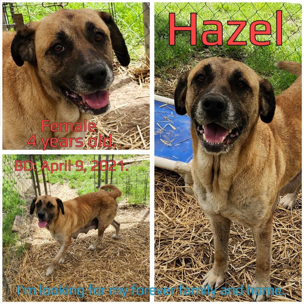 Hazel