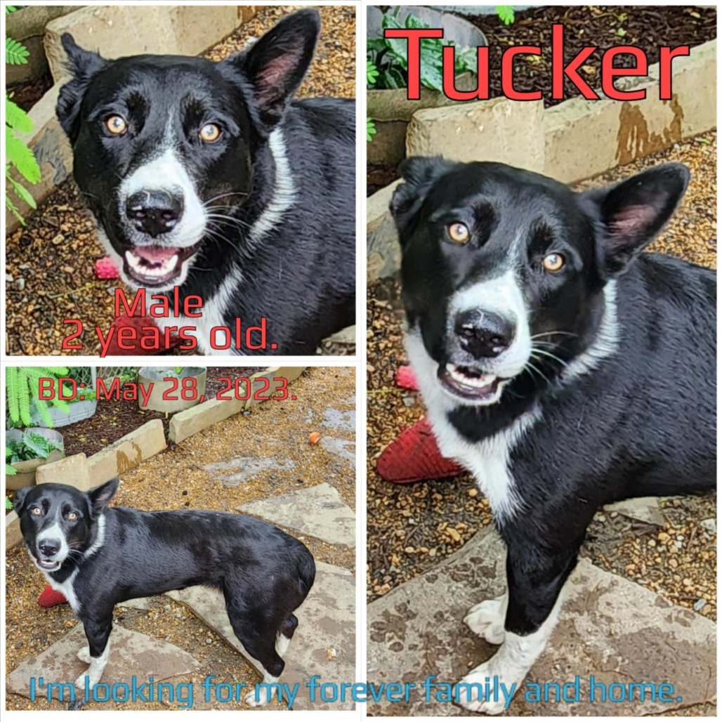 Tucker