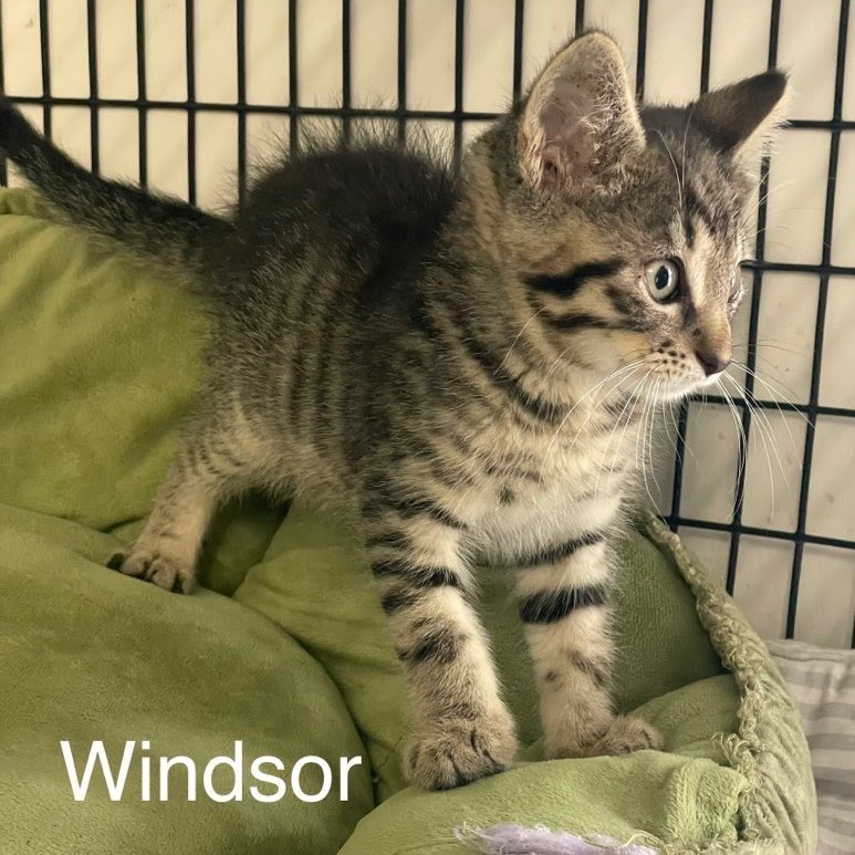 Windsor