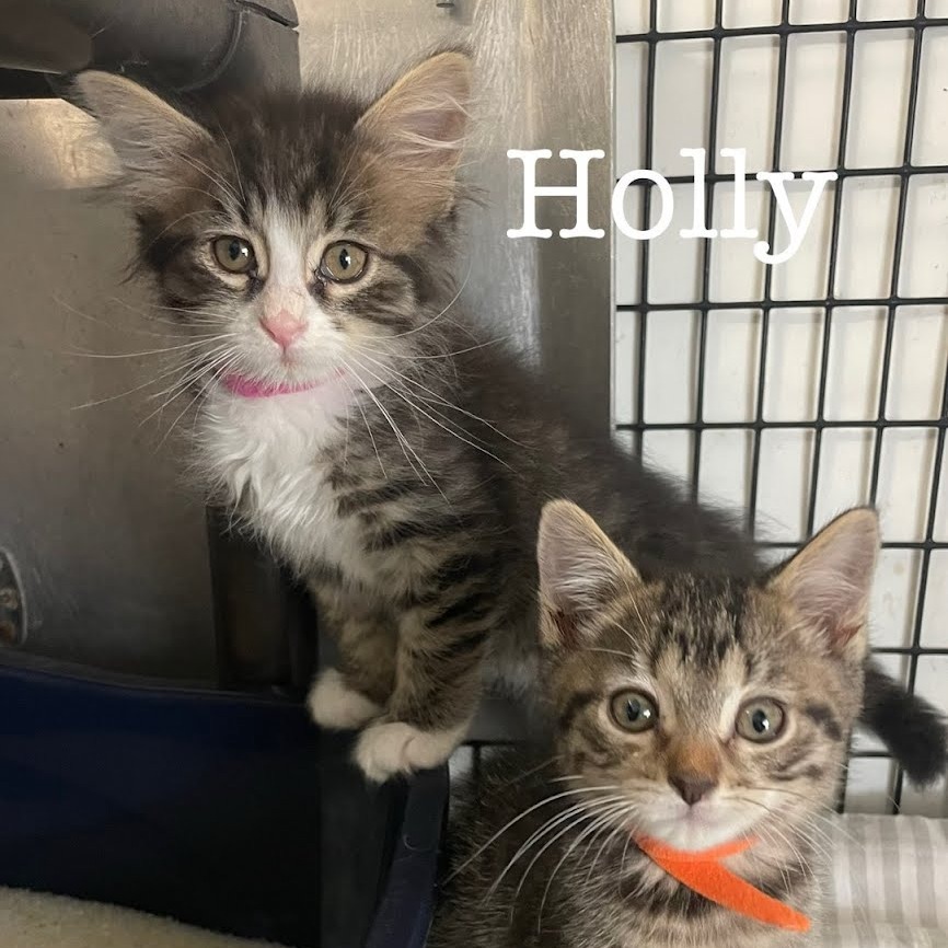 Holly