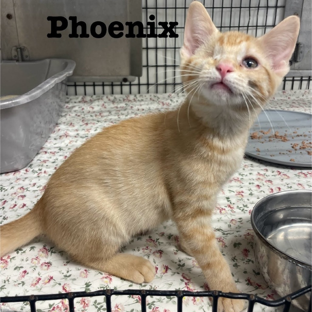 Phoenix (rose collar)