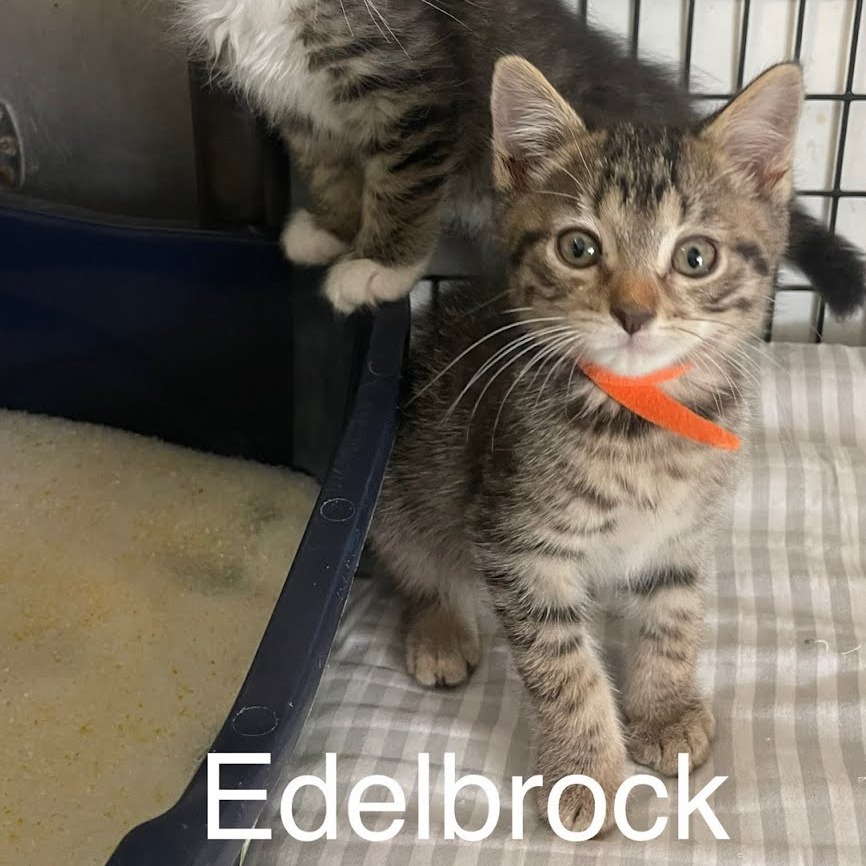 Edelbrock