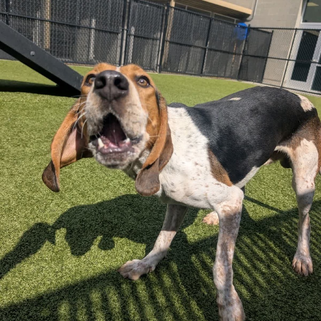 Eddie Earflops