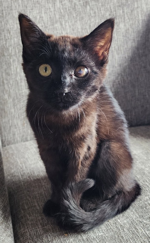 Zing, an adoptable Domestic Medium Hair in Fort Lupton, CO, 80621 | Photo Image 1