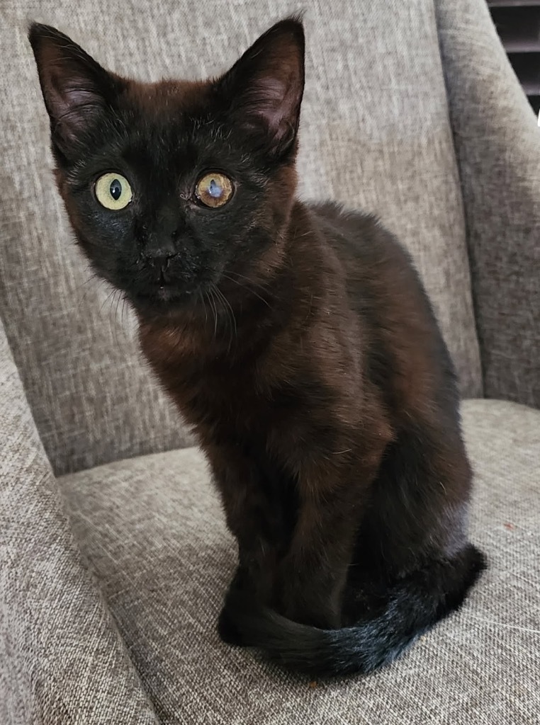 Zing, an adoptable Domestic Medium Hair in Fort Lupton, CO, 80621 | Photo Image 2