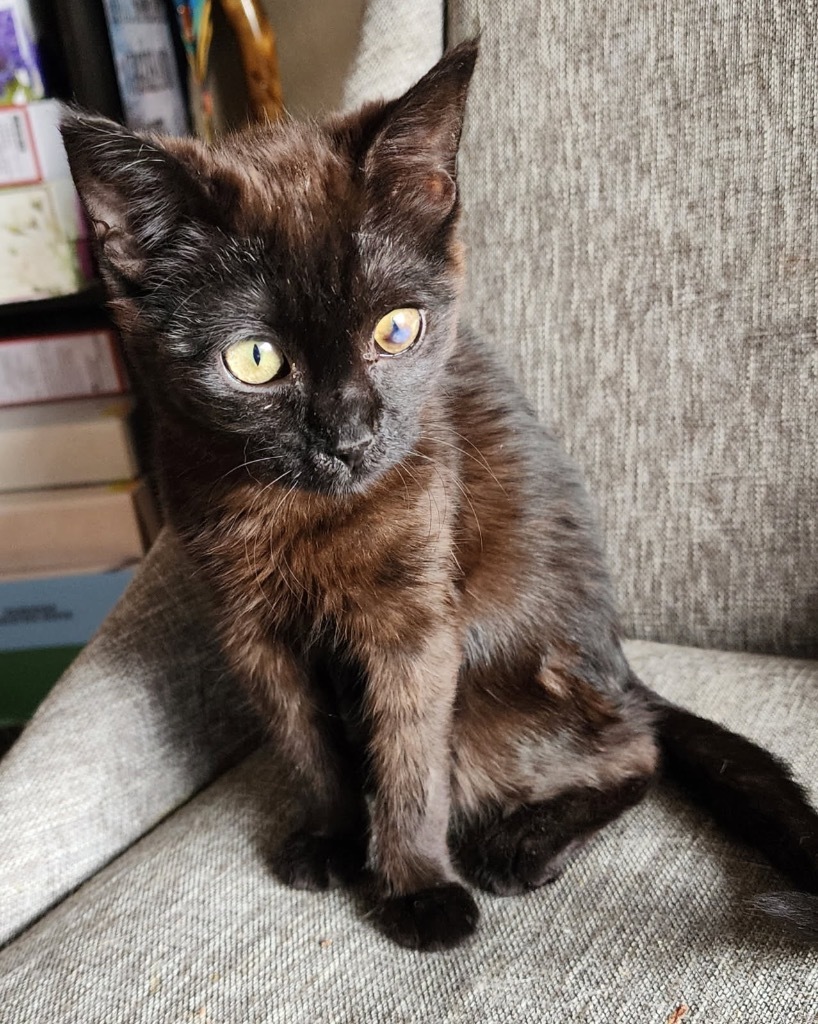 Zing, an adoptable Domestic Medium Hair in Fort Lupton, CO, 80621 | Photo Image 3