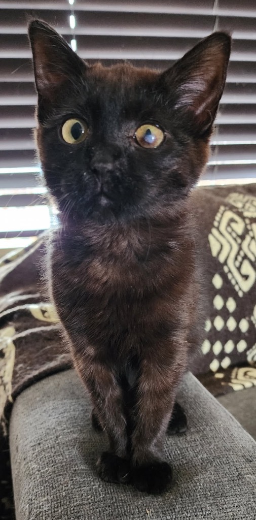 Zing, an adoptable Domestic Medium Hair in Fort Lupton, CO, 80621 | Photo Image 4