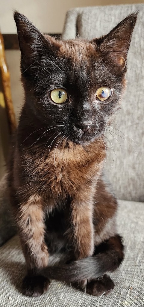 Zing, an adoptable Domestic Medium Hair in Fort Lupton, CO, 80621 | Photo Image 5