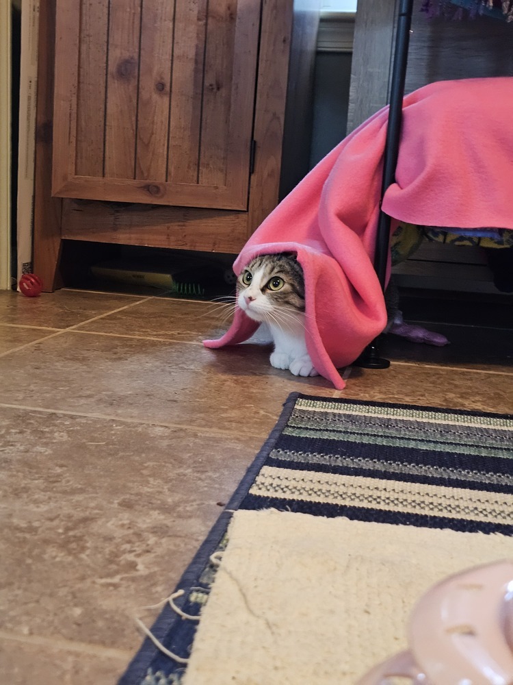 Ziva