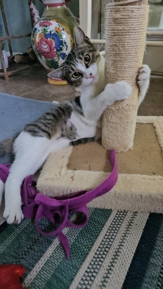 Ziva