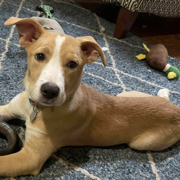 COURTESY - Brody C-32510