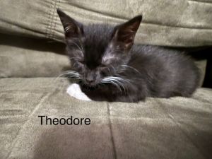 Theodore