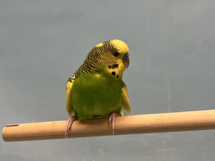 Lemon Lime