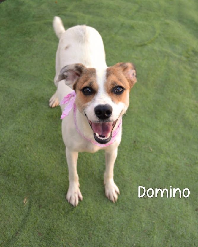 Domino
