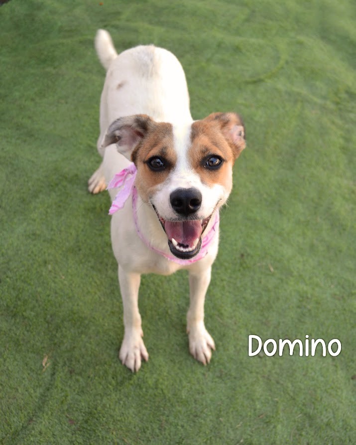 Domino