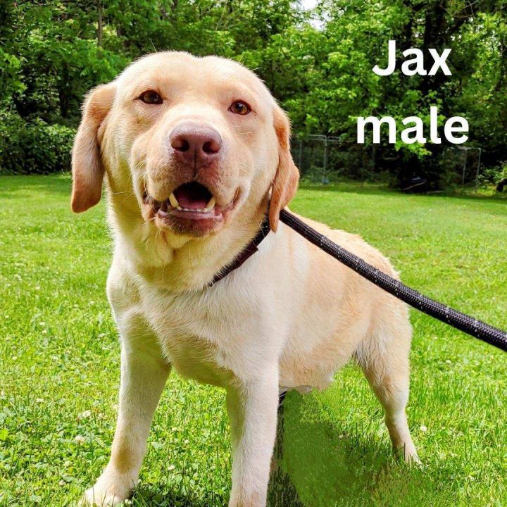 Jax 1
