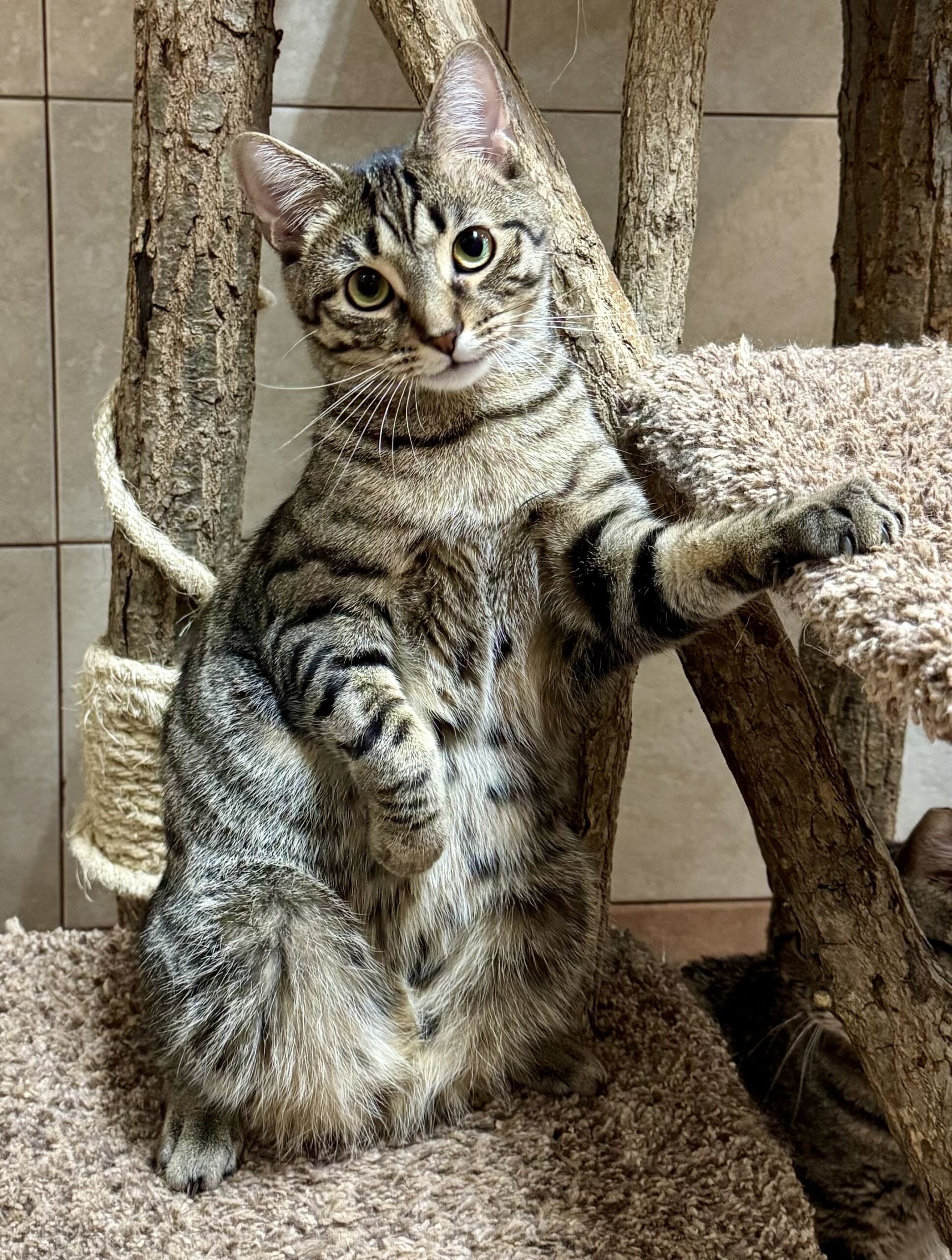 Ziggy