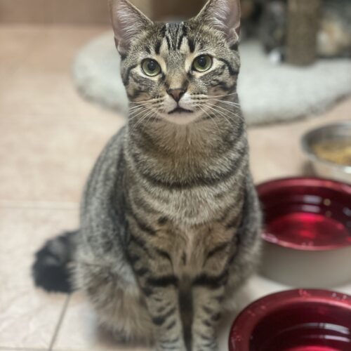 Ziggy