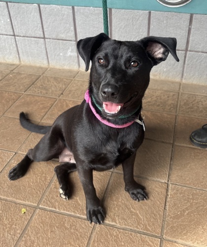 Halibut, an adoptable Labrador Retriever, Mixed Breed in Honolulu, HI, 96826 | Photo Image 1
