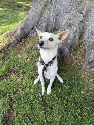 Jackson, an adoptable Chihuahua, Mixed Breed in Honolulu, HI, 96826 | Photo Image 3