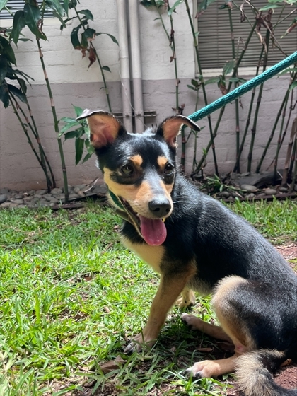 Arnold P., an adoptable Terrier, Mixed Breed in Honolulu, HI, 96826 | Photo Image 1