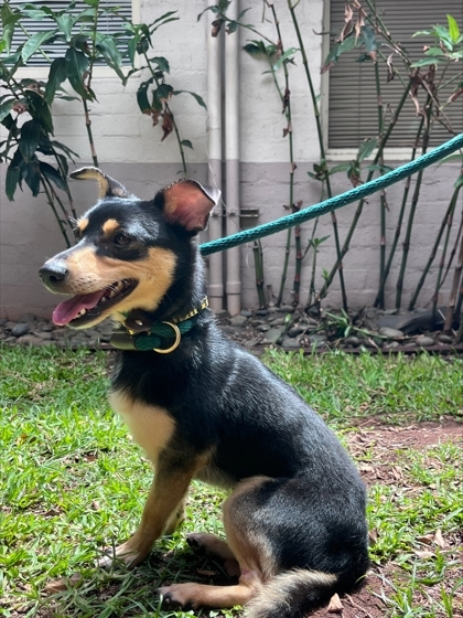 Arnold P., an adoptable Terrier, Mixed Breed in Honolulu, HI, 96826 | Photo Image 2