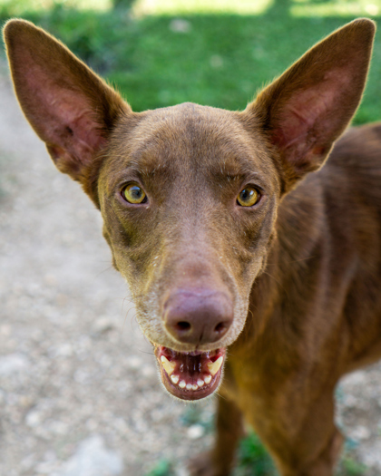 Dobbie