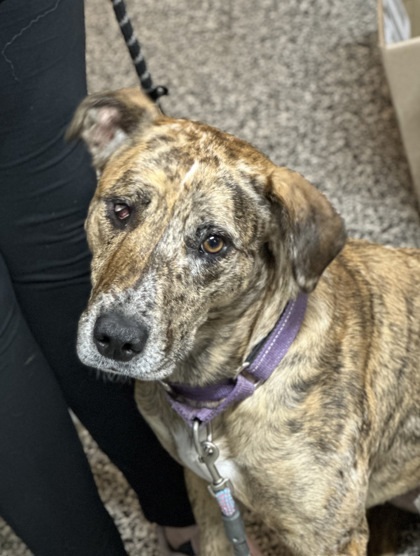 Harley, an adoptable Mixed Breed in Rhinelander, WI, 54501 | Photo Image 1